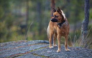 closeup photo of medium short-coated tan dog standing on rock during daytime